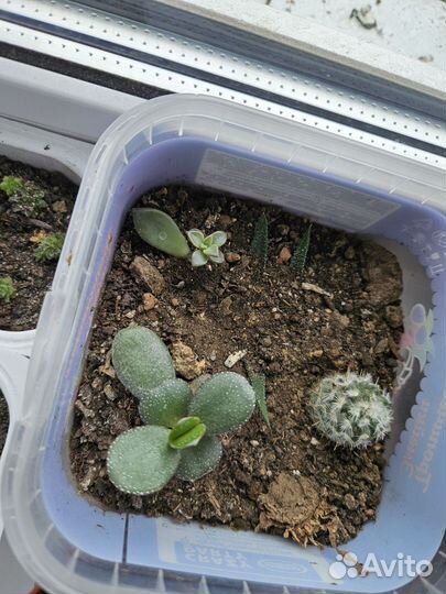 Суккуленты кактусы