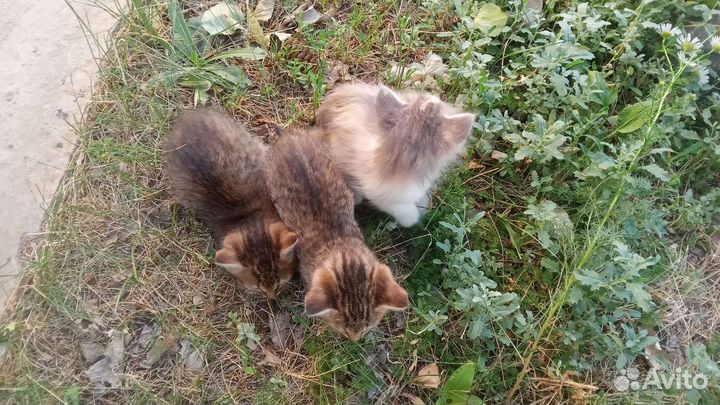 Котята в добрые руки бесплатно