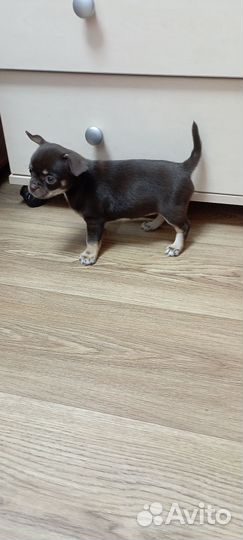 Чихуахуа мальчики и девочки