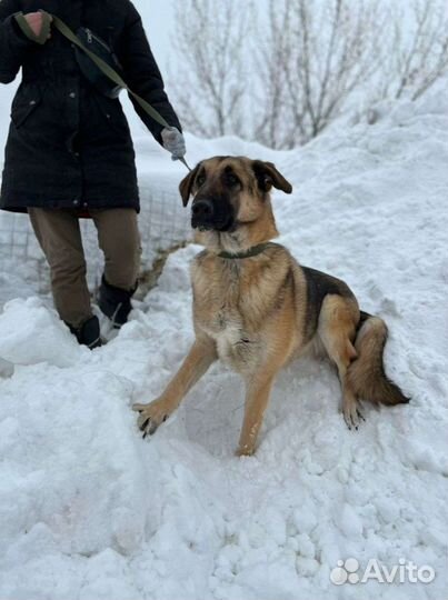 Очень спокойный Айс ждёт семью