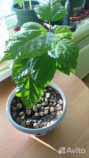 Гибискус китайская роза