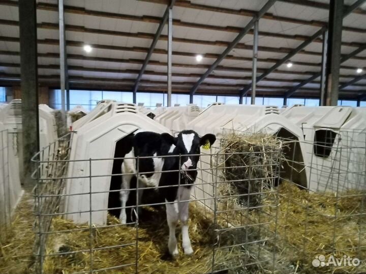 Телята. Бычки