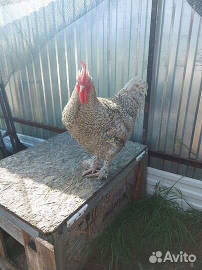 Петушки Мехеленская кукушка (Малин)