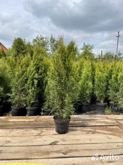 Туя смарагд