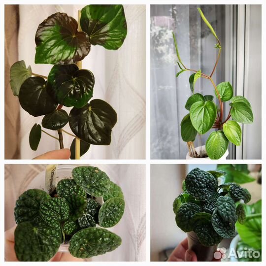 Пеперомии сортовые