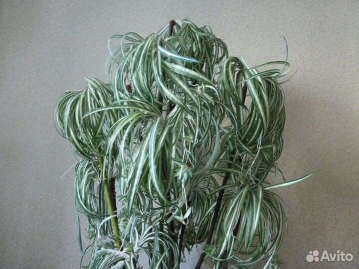 Драцена искусственная