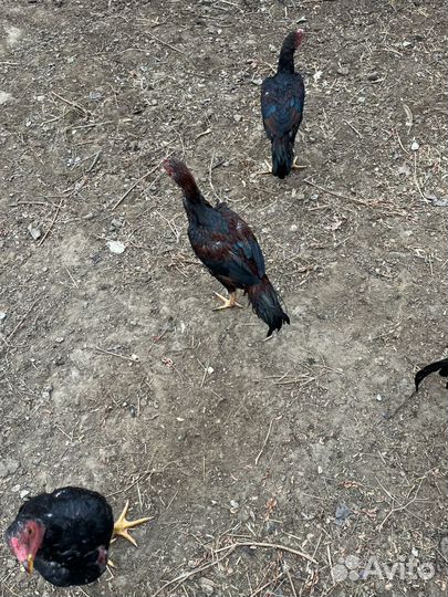 Бойцовая птица