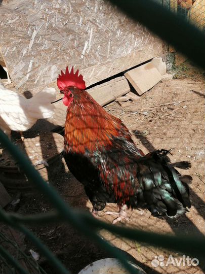 Молодые петушки