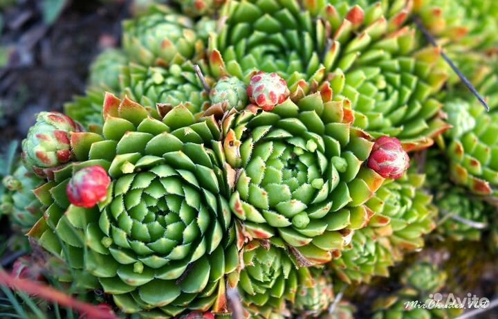 Почвопокровные растения