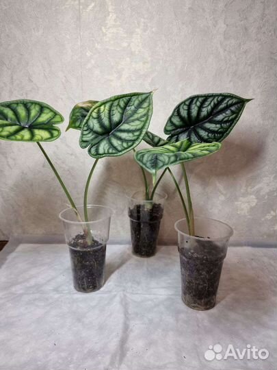 Алоказия Драгон Скейл, Шкура Дракона