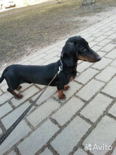 Такса, вязка