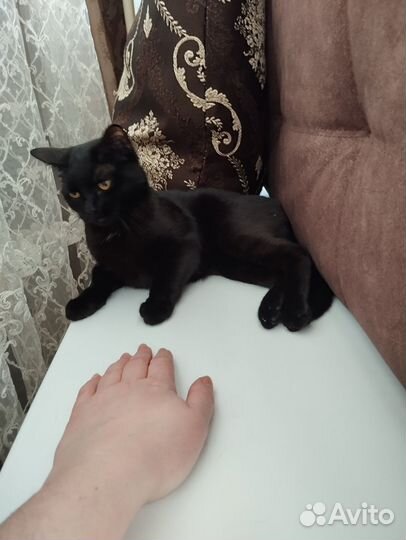 Отдам в добрые руки маленькуюкошечку