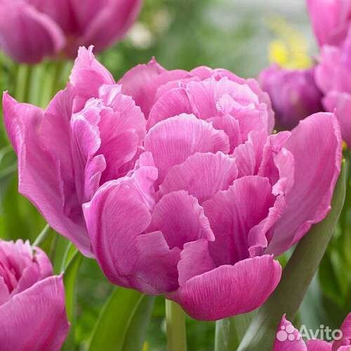 Луковицы Тюльпана Дабл Прайс