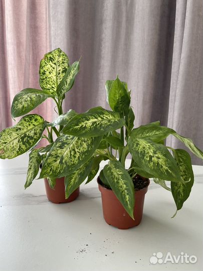 Комнатные растения доставка бесплатно