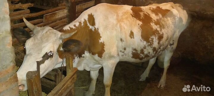 Корова дойная с теленком