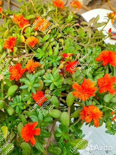 Портулак ампельный растения однолетнии