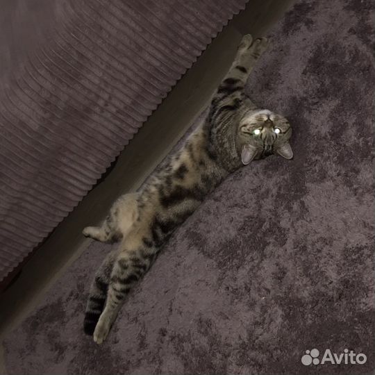 Шотландский кот вязка