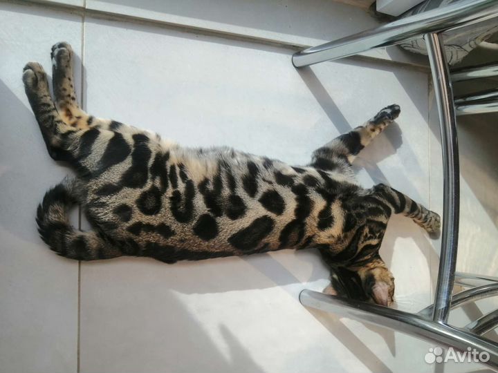Бенгальский кот. Вязка