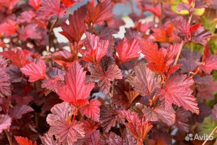 Пузыреплодник ред Барон