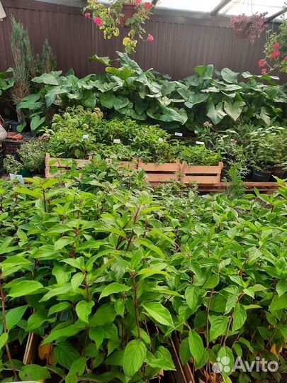 Гортензия метельчатая