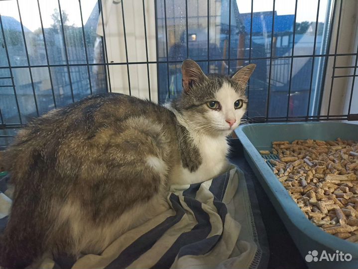 Кошка в дар