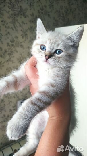 Шотландский котик