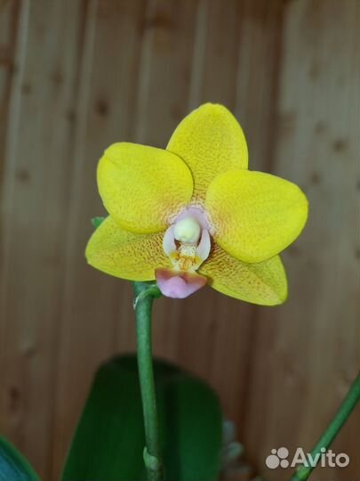 Орхидея Lioulin Orange