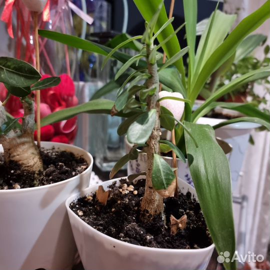 Адениум тучный