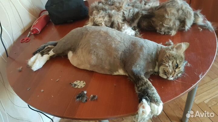 Стерилизация кошек