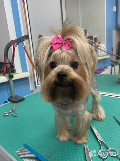 Грумер(стрижка, линька, гигиена для собак и кошек)