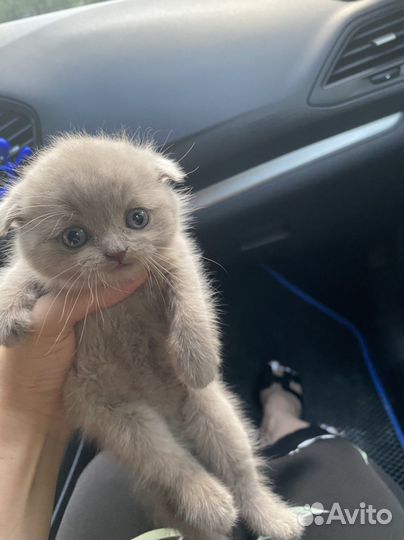 Котенок девочка