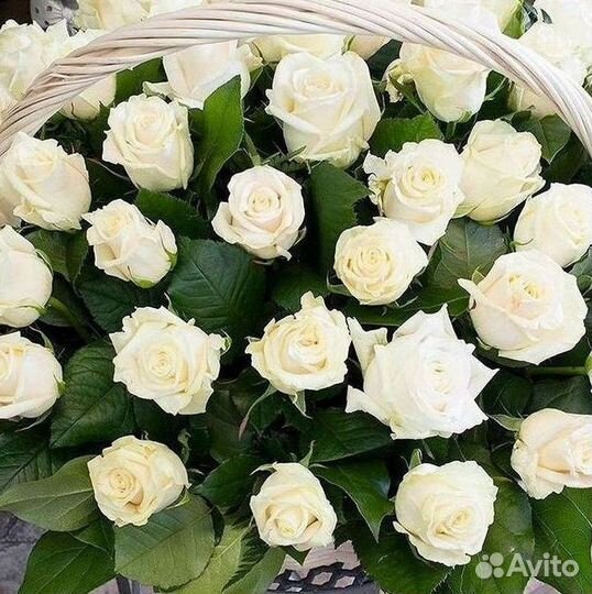 Высокие Розы Гиганты Доставка Круглосуточно