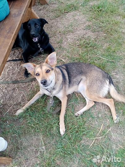 Лапушка Зара в добрые руки