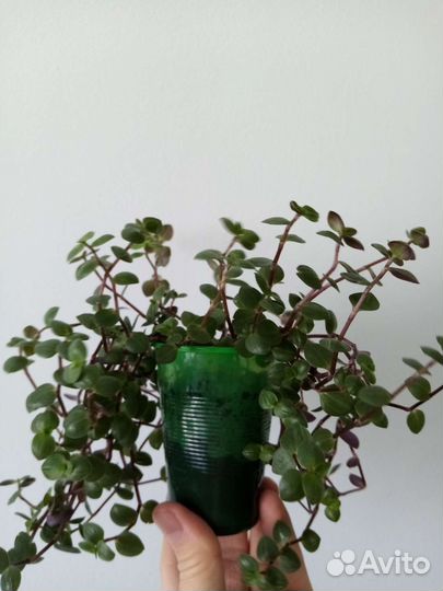 Герань, каллизия, традесканция