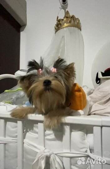 Девочка йоркширский терьер