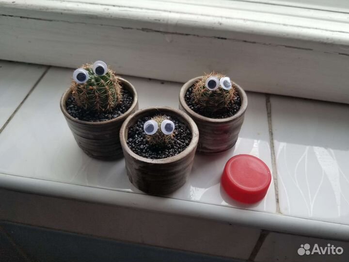 Семейство кактусов