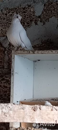 Голуби Азиаты