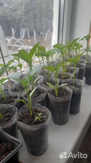 Рассада помидор и перцев