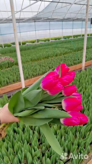 Тюльпаны в наличии к 14 февраля