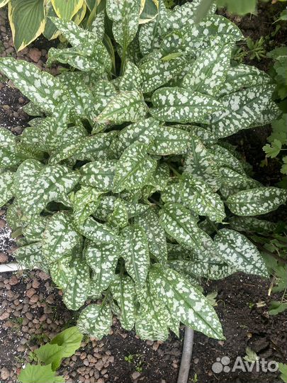 Хоста медуница энотера