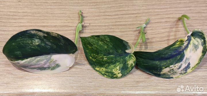 Сциндапсус жаде сатин вариегатный