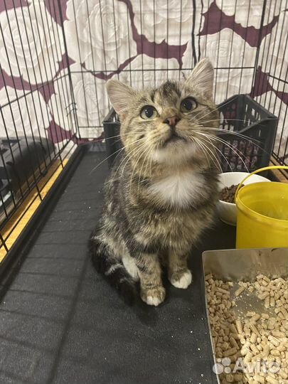 Котик Амурчик