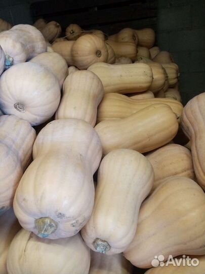 Тыква матильда