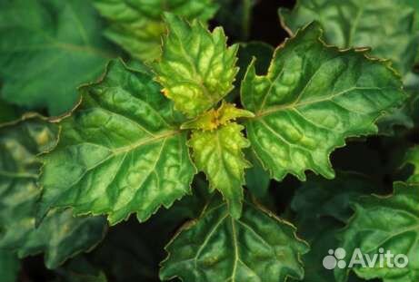 Эфирное масло масло пачули Олеос 10мл