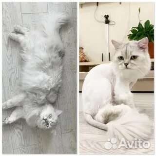 Груминг кошек, стрижка, экспресс линька, вычес