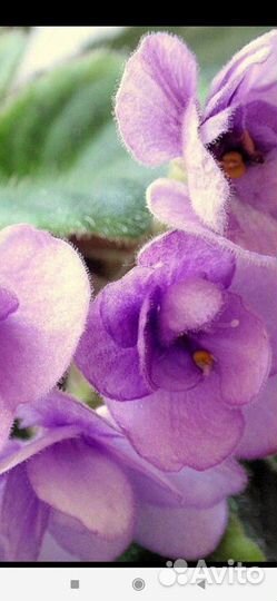 Фиалка детки или укорененные листики