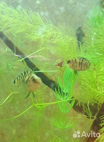 Сапфировый попугай