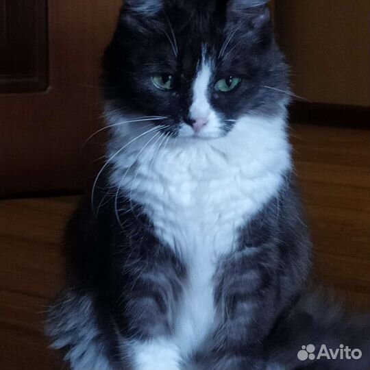 Кошка в дар бесплатно