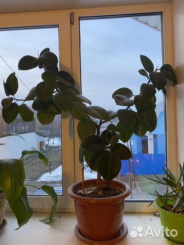 Фикус большой