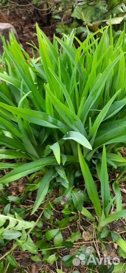 Первоцвет Мускари